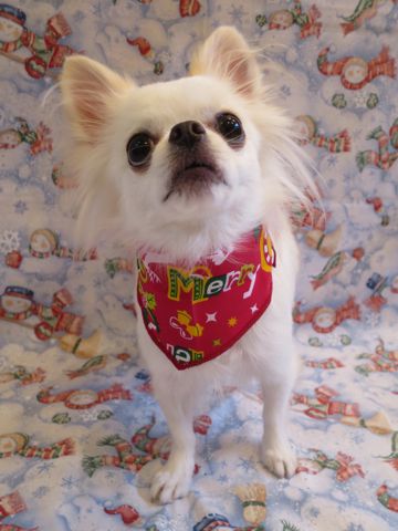 チワワトリミング文京区チワワトリミング料金東京hundehutteフントヒュッテ駒込犬デンタルケアチワワ歯磨きかわいいチワワ画像チワワサイズ色カラー性格クリスマス2015_5.jpg