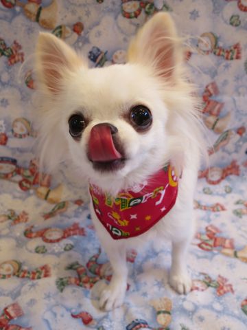 チワワトリミング文京区チワワトリミング料金東京hundehutteフントヒュッテ駒込犬デンタルケアチワワ歯磨きかわいいチワワ画像チワワサイズ色カラー性格クリスマス2015_6.jpg