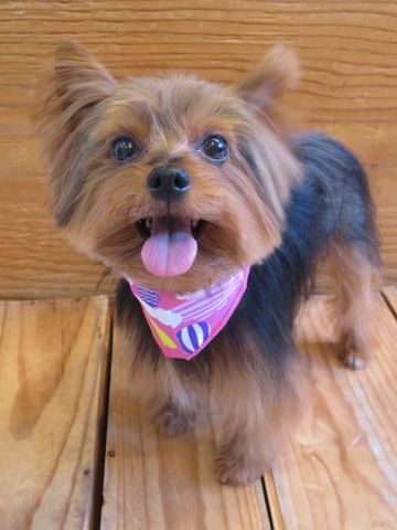 ヨークシャー・テリアトリミング文京区フントヒュッテ駒込ヨーキートリミング料金都内hundehutteヨークシャーテリアトリミング画像東京犬ハーブパック効果_3.jpg
