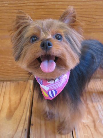 ヨークシャー・テリアトリミング文京区フントヒュッテ駒込ヨーキートリミング料金都内hundehutteヨークシャーテリアトリミング画像東京犬ハーブパック効果_4.jpg