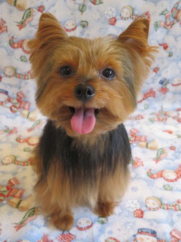 ヨークシャー・テリアトリミング文京区フントヒュッテ駒込ヨーキートリミング料金都内hundehutteヨークシャーテリアトリミング画像東京犬ハーブパック効果_6.jpg