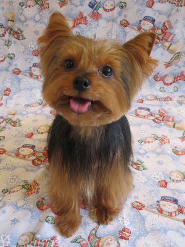 ヨークシャー・テリアトリミング文京区フントヒュッテ駒込ヨーキートリミング料金都内hundehutteヨークシャーテリアトリミング画像東京犬ハーブパック効果_7.jpg