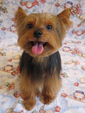ヨークシャー・テリアトリミング文京区フントヒュッテ駒込ヨーキートリミング料金都内hundehutteヨークシャーテリアトリミング画像東京犬ハーブパック効果_8.jpg