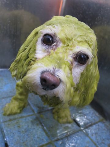 ビションフリーゼトリミング文京区フントヒュッテ駒込ビションカットモデル画像犬歯磨きゼオライトデンタルケア都内ハーブパック効果犬温泉東京ビション丸_6.jpg