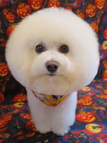 ビションフリーゼトリミング文京区フントヒュッテ駒込ビションカットモデル画像犬歯磨きゼオライトデンタルケア都内ハーブパック効果犬温泉東京ビション丸_7.jpg