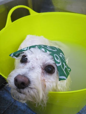 ビションフリーゼトリミング文京区フントヒュッテ駒込ビションカットモデル画像犬歯磨きゼオライトデンタルケア都内ハーブパック効果犬温泉東京ビション丸_9.jpg