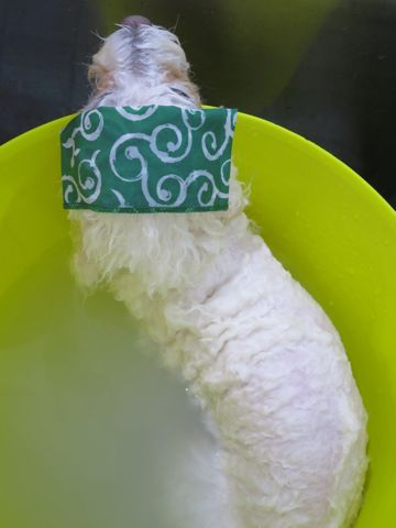 ビションフリーゼトリミング文京区フントヒュッテ駒込ビションカットモデル画像犬歯磨きゼオライトデンタルケア都内ハーブパック効果犬温泉東京ビション丸_11.jpg
