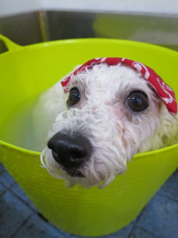 ビションフリーゼトリミング文京区フントヒュッテ駒込犬歯磨きゼオライトデンタルケア歯垢歯石除去犬の歯磨き都内犬温泉東京ビションフリーゼhundehutteクリスマス2015_1.jpg