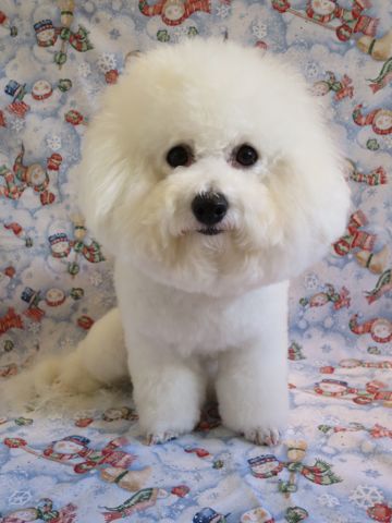 ビションフリーゼトリミング文京区フントヒュッテ駒込犬歯磨きゼオライトデンタルケア歯垢歯石除去犬の歯磨き都内犬温泉東京ビションフリーゼhundehutteクリスマス2015_4.jpg