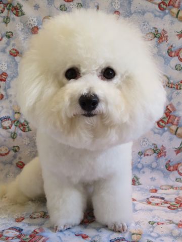 ビションフリーゼトリミング文京区フントヒュッテ駒込犬歯磨きゼオライトデンタルケア歯垢歯石除去犬の歯磨き都内犬温泉東京ビションフリーゼhundehutteクリスマス2015_5.jpg