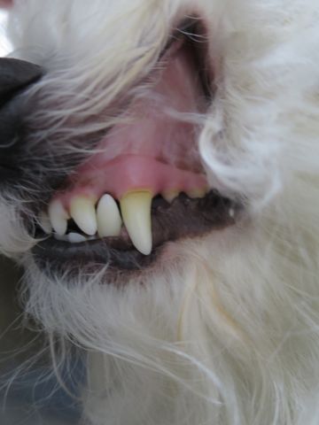 ビションフリーゼトリミング文京区フントヒュッテ駒込犬歯磨きゼオライトデンタルケア歯垢歯石除去犬の歯磨き都内犬温泉東京ビションフリーゼhundehutteクリスマス2015_6.jpg