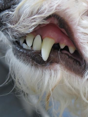 ビションフリーゼトリミング文京区フントヒュッテ駒込犬歯磨きゼオライトデンタルケア歯垢歯石除去犬の歯磨き都内犬温泉東京ビションフリーゼhundehutteクリスマス2015_7.jpg