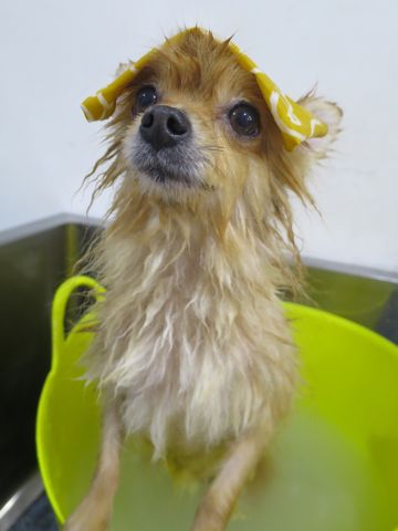 ポメラニアントリミング文京区フントヒュッテ駒込ポメラニアントリミングサロン都内犬温泉東京ポメラニアン人気性格カラーハロウィン2015クリスマスかわいいポメ画像_1.jpg