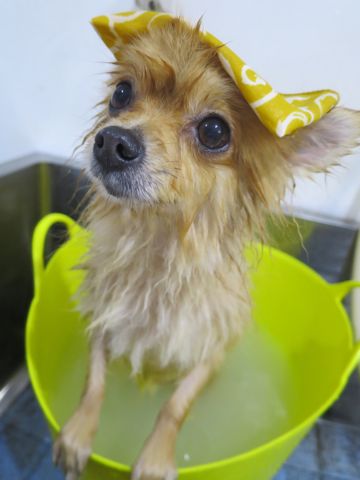 ポメラニアントリミング文京区フントヒュッテ駒込ポメラニアントリミングサロン都内犬温泉東京ポメラニアン人気性格カラーハロウィン2015クリスマスかわいいポメ画像_2.jpg