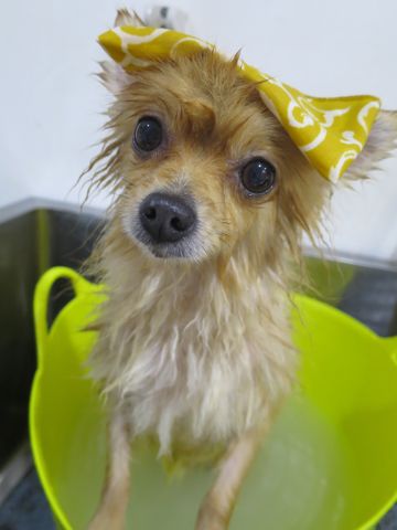 ポメラニアントリミング文京区フントヒュッテ駒込ポメラニアントリミングサロン都内犬温泉東京ポメラニアン人気性格カラーハロウィン2015クリスマスかわいいポメ画像_3.jpg