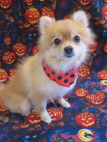 ポメラニアントリミング文京区フントヒュッテ駒込ポメラニアントリミングサロン都内犬温泉東京ポメラニアン人気性格カラーハロウィン2015クリスマスかわいいポメ画像_5.jpg