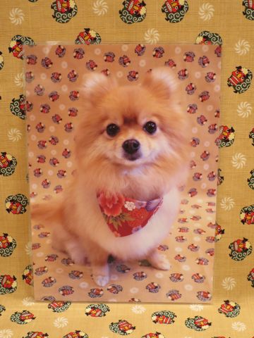 お正月 和柄 獅子舞 生地 柄 Happy New Year 新年 New Year プリント生地 ファブリック 日本製 MADE IN JAPAN ドビー 織り糸で柄を出す ドビー織機 2016年賀正 3.jpg