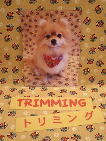 お正月 和柄 獅子舞 生地 柄 Happy New Year 新年 New Year プリント生地 ファブリック 日本製 MADE IN JAPAN ドビー 織り糸で柄を出す ドビー織機 2016年賀正 4.jpg