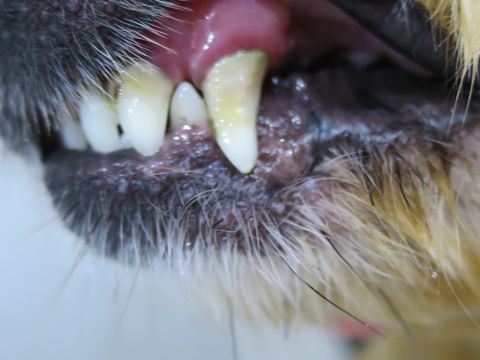 ポメラニアントリミング文京区フントヒュッテ駒込ポメラニアントリミングサロン都内犬温泉東京ゼオライトデンタルケア犬歯垢歯石除去歯磨き画像お正月和柄生地獅子舞_1.jpg