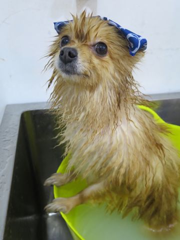 ポメラニアントリミング文京区フントヒュッテ駒込ポメラニアントリミングサロン都内犬温泉東京ゼオライトデンタルケア犬歯垢歯石除去歯磨き画像お正月和柄生地獅子舞_2.jpg