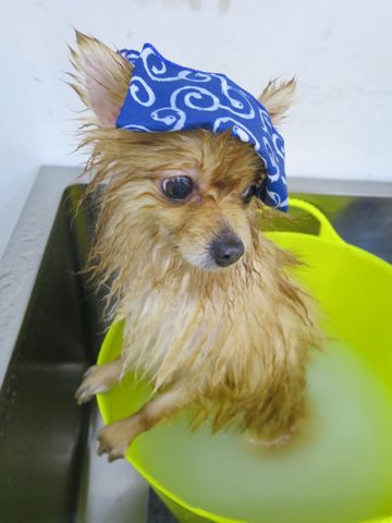 ポメラニアントリミング文京区フントヒュッテ駒込ポメラニアントリミングサロン都内犬温泉東京ゼオライトデンタルケア犬歯垢歯石除去歯磨き画像お正月和柄生地獅子舞_3.jpg