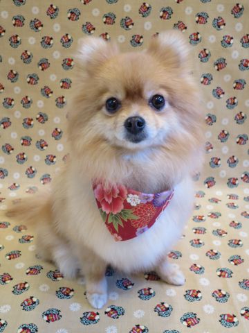 ポメラニアントリミング文京区フントヒュッテ駒込ポメラニアントリミングサロン都内犬温泉東京ゼオライトデンタルケア犬歯垢歯石除去歯磨き画像お正月和柄生地獅子舞_4.jpg