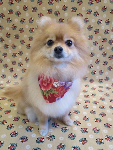 ポメラニアントリミング文京区フントヒュッテ駒込ポメラニアントリミングサロン都内犬温泉東京ゼオライトデンタルケア犬歯垢歯石除去歯磨き画像お正月和柄生地獅子舞_5.jpg