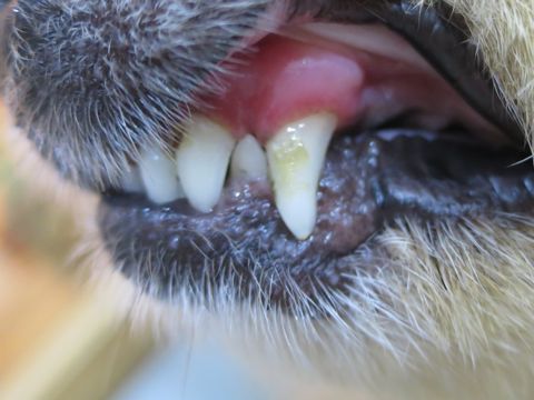 ポメラニアントリミング文京区フントヒュッテ駒込ポメラニアントリミングサロン都内犬温泉東京ゼオライトデンタルケア犬歯垢歯石除去歯磨き画像お正月和柄生地獅子舞_6.jpg