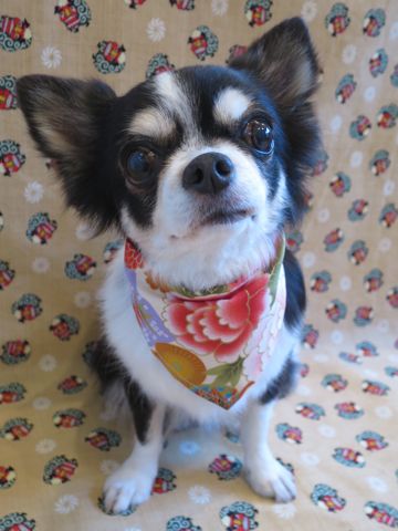 チワワトリミング文京区フントヒュッテ駒込チワワトリミングサロン都内hundehutteペットサロンチワワトリミング料金東京チワワシャンプー部分画像2016年お正月生地獅子舞_1.jpg
