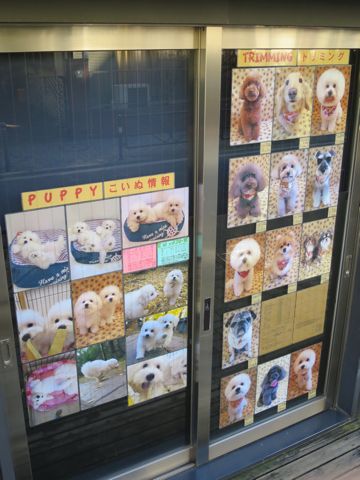 お正月 和柄 獅子舞 生地 柄 Happy New Year 新年 New Year プリント生地 ファブリック 日本製 MADE IN JAPAN ドビー 織り糸で柄を出す ドビー織機 2016年賀正 10.jpg