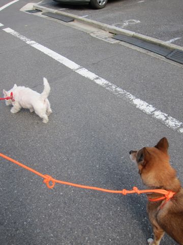 ミックス犬トリミング都内柴犬ミックス抜け毛時期柴犬ミックスシャンプー文京区フントヒュッテ駒込犬歯垢歯石におい口臭歯周病犬の歯磨きデンタルケア効果画像東京hundehutte_1.jpg