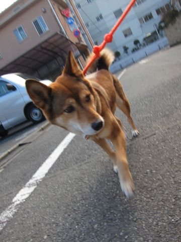 ミックス犬トリミング都内柴犬ミックス抜け毛時期柴犬ミックスシャンプー文京区フントヒュッテ駒込犬歯垢歯石におい口臭歯周病犬の歯磨きデンタルケア効果画像東京hundehutte_2.jpg