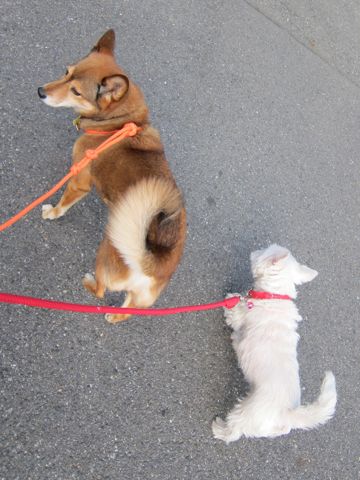 ミックス犬トリミング都内柴犬ミックス抜け毛時期柴犬ミックスシャンプー文京区フントヒュッテ駒込犬歯垢歯石におい口臭歯周病犬の歯磨きデンタルケア効果画像東京hundehutte_3.jpg