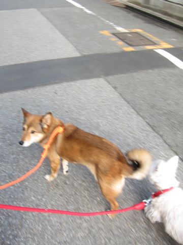 ミックス犬トリミング都内柴犬ミックス抜け毛時期柴犬ミックスシャンプー文京区フントヒュッテ駒込犬歯垢歯石におい口臭歯周病犬の歯磨きデンタルケア効果画像東京hundehutte_4.jpg