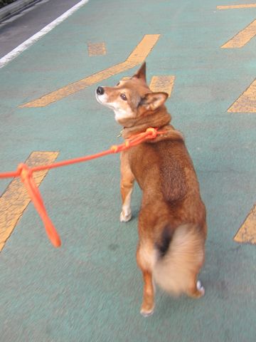 ミックス犬トリミング都内柴犬ミックス抜け毛時期柴犬ミックスシャンプー文京区フントヒュッテ駒込犬歯垢歯石におい口臭歯周病犬の歯磨きデンタルケア効果画像東京hundehutte_5.jpg