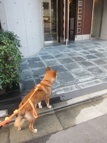 ミックス犬トリミング都内柴犬ミックス抜け毛時期柴犬ミックスシャンプー文京区フントヒュッテ駒込犬歯垢歯石におい口臭歯周病犬の歯磨きデンタルケア効果画像東京hundehutte_6.jpg