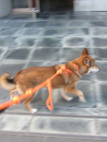 ミックス犬トリミング都内柴犬ミックス抜け毛時期柴犬ミックスシャンプー文京区フントヒュッテ駒込犬歯垢歯石におい口臭歯周病犬の歯磨きデンタルケア効果画像東京hundehutte_7.jpg