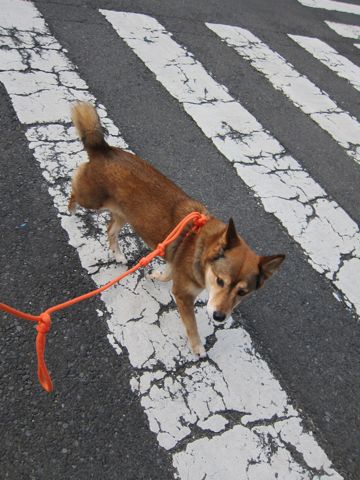 ミックス犬トリミング都内柴犬ミックス抜け毛時期柴犬ミックスシャンプー文京区フントヒュッテ駒込犬歯垢歯石におい口臭歯周病犬の歯磨きデンタルケア効果画像東京hundehutte_8.jpg