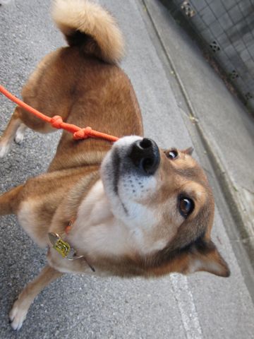 ミックス犬トリミング都内柴犬ミックス抜け毛時期柴犬ミックスシャンプー文京区フントヒュッテ駒込犬歯垢歯石におい口臭歯周病犬の歯磨きデンタルケア効果画像東京hundehutte_9.jpg