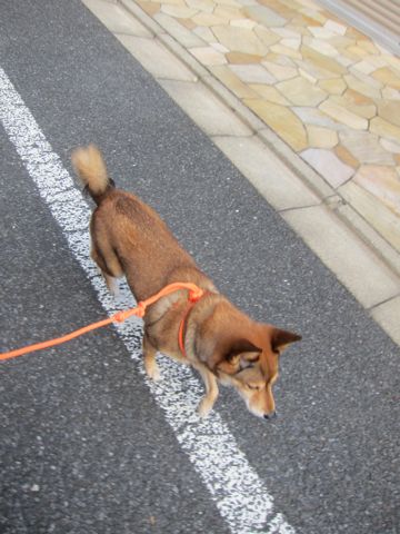 ミックス犬トリミング都内柴犬ミックス抜け毛時期柴犬ミックスシャンプー文京区フントヒュッテ駒込犬歯垢歯石におい口臭歯周病犬の歯磨きデンタルケア効果画像東京hundehutte_10.jpg