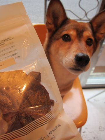 ミックス犬トリミング都内柴犬ミックス抜け毛時期柴犬ミックスシャンプー文京区フントヒュッテ駒込犬歯垢歯石におい口臭歯周病犬の歯磨きデンタルケア効果画像東京hundehutte_11.jpg
