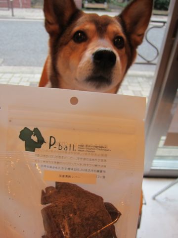 ミックス犬トリミング都内柴犬ミックス抜け毛時期柴犬ミックスシャンプー文京区フントヒュッテ駒込犬歯垢歯石におい口臭歯周病犬の歯磨きデンタルケア効果画像東京hundehutte_12.jpg