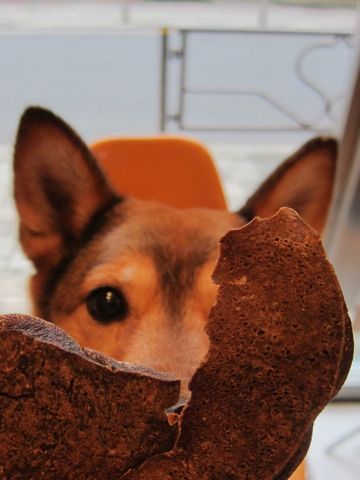ミックス犬トリミング都内柴犬ミックス抜け毛時期柴犬ミックスシャンプー文京区フントヒュッテ駒込犬歯垢歯石におい口臭歯周病犬の歯磨きデンタルケア効果画像東京hundehutte_13.jpg