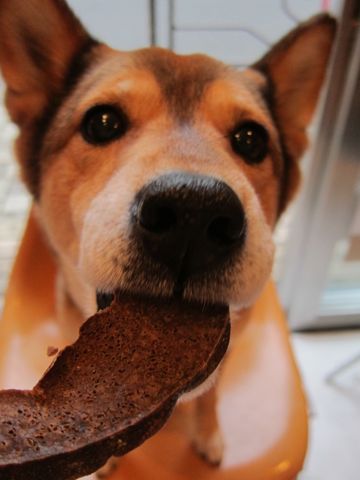 ミックス犬トリミング都内柴犬ミックス抜け毛時期柴犬ミックスシャンプー文京区フントヒュッテ駒込犬歯垢歯石におい口臭歯周病犬の歯磨きデンタルケア効果画像東京hundehutte_14.jpg