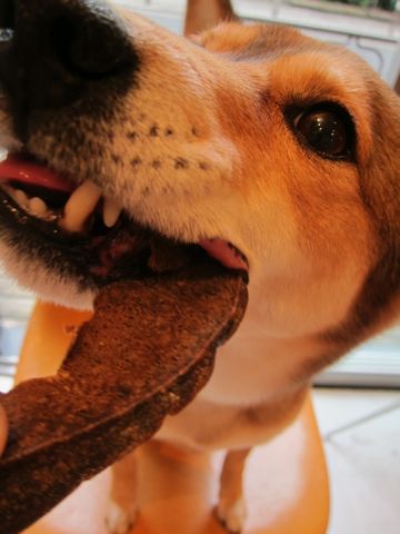 ミックス犬トリミング都内柴犬ミックス抜け毛時期柴犬ミックスシャンプー文京区フントヒュッテ駒込犬歯垢歯石におい口臭歯周病犬の歯磨きデンタルケア効果画像東京hundehutte_15.jpg