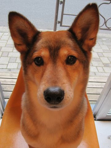 ミックス犬トリミング都内柴犬ミックス抜け毛時期柴犬ミックスシャンプー文京区フントヒュッテ駒込犬歯垢歯石におい口臭歯周病犬の歯磨きデンタルケア効果画像東京hundehutte_16.jpg