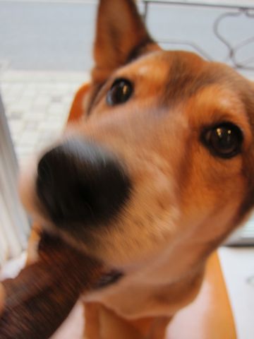 ミックス犬トリミング都内柴犬ミックス抜け毛時期柴犬ミックスシャンプー文京区フントヒュッテ駒込犬歯垢歯石におい口臭歯周病犬の歯磨きデンタルケア効果画像東京hundehutte_17.jpg