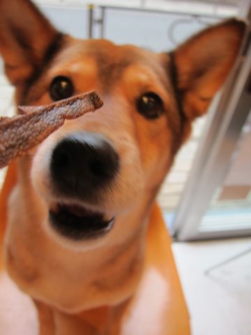 ミックス犬トリミング都内柴犬ミックス抜け毛時期柴犬ミックスシャンプー文京区フントヒュッテ駒込犬歯垢歯石におい口臭歯周病犬の歯磨きデンタルケア効果画像東京hundehutte_18.jpg