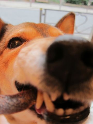 ミックス犬トリミング都内柴犬ミックス抜け毛時期柴犬ミックスシャンプー文京区フントヒュッテ駒込犬歯垢歯石におい口臭歯周病犬の歯磨きデンタルケア効果画像東京hundehutte_19.jpg