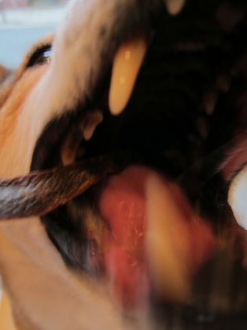 ミックス犬トリミング都内柴犬ミックス抜け毛時期柴犬ミックスシャンプー文京区フントヒュッテ駒込犬歯垢歯石におい口臭歯周病犬の歯磨きデンタルケア効果画像東京hundehutte_20.jpg